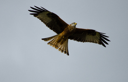 Red Kite bird flying in the sky at Gingrin Farm, Rhayader, Wales