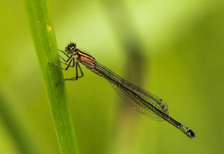 A Female Blue-tailed Damselfly holding onto some pond reed in Bedford Park, Essexの写真素材