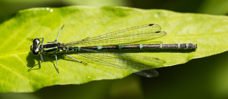 Female Southern Damselfly sitting on a leaf in a nature reserve in Essex