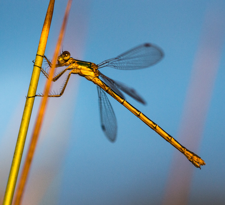 Emerald Damselfly holding onto a reed at the edge of a pond, at sunset, in a nature reserve,...