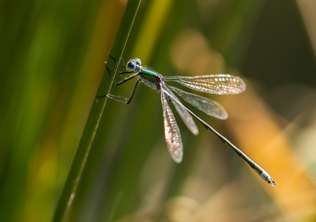 An Emerald Damselfly gripping onto a grass reed at the edge of a pond in a nature reserve in...