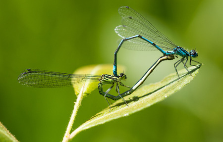 Female and Male Common Blue Damselfly mating on grass at the side of a pond