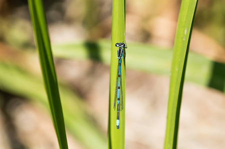 Common Blue Damselfly resting on grass at the side of a pondの写真素材