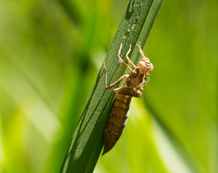 Larvae of a Dragonfly on grass at the side of a pondの写真素材