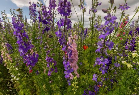 Delphiniums in a field in the countrysideの写真素材