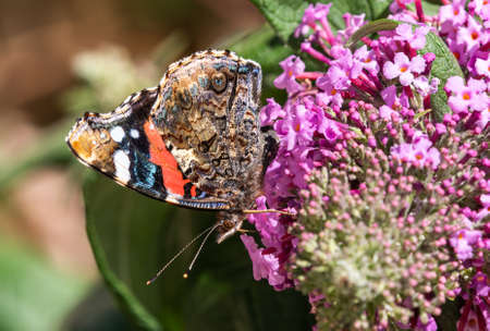 Red Admiral Butterfly on Buddleia Flowerの写真素材