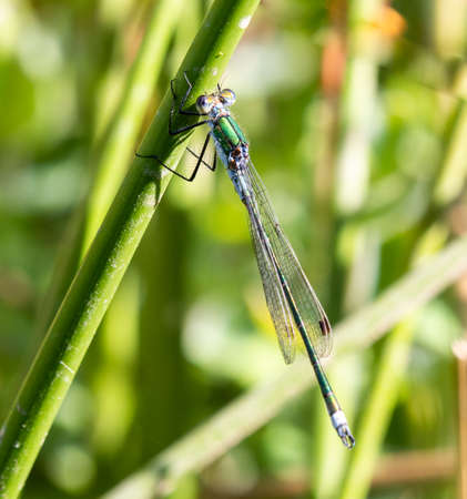 Male Scarce Emerald Damselfly holding onto a reed