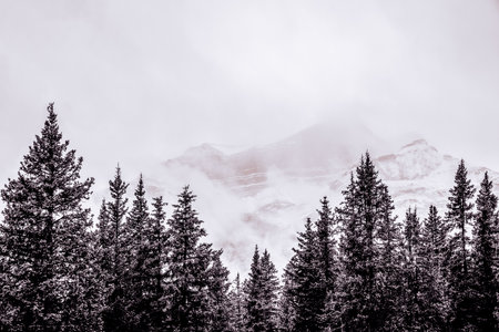 Pine Trees in the Canadian Rockies with snowing mountains behind in black and whiteの写真素材