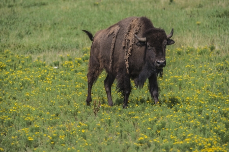 wild buffalo in fileldの写真素材