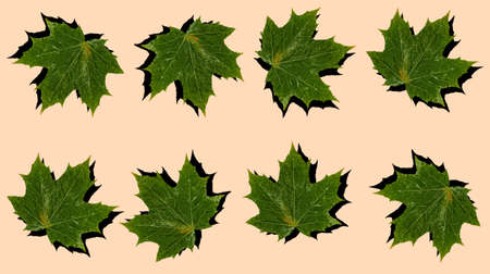 Pattern with a green maple leaf with a shadow on a beige background. Prints, templates.