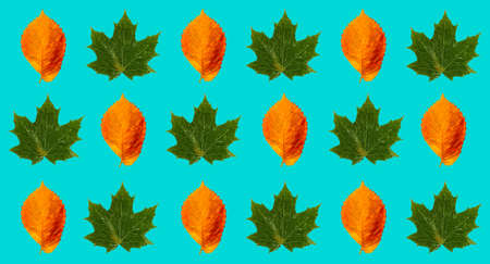 Pattern with green and yellow leaves with shadow on a blue background. Prints, templates.