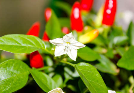Blooming Indoor chili peppers with fruit in the background. Selective shot.の写真素材