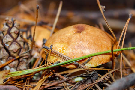 In the pine forest, among the needles and cones, several boletus mushrooms grow. Close-up, selective...