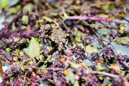 Purple and green sprigs of dried Basil close-up. Selective shot.の写真素材