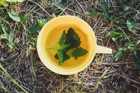 In a mug, a brewed infusion of Melissa stands on the grass outside. Useful medicinal broth. The view...