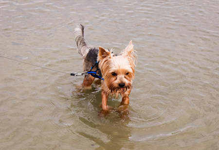 Dog Yorkshire Terrier wet stands in the water of the lake on a leash. Close up.