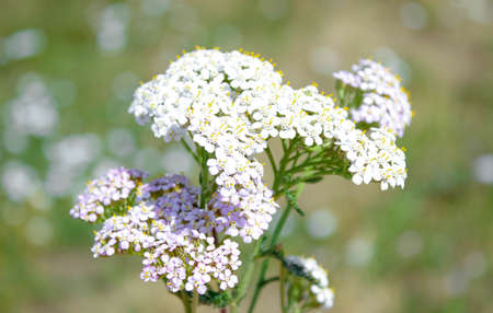 White yarrow flowers in summer on the meadow. Close-up, selective focus.の写真素材