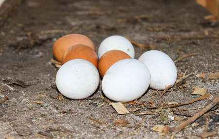 Fresh chicken eggs on straw in the chicken coop. Home farm.