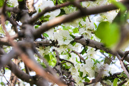 White Apple blossoms through blurred branches in the foreground. Spring nature, selective focus.の写真素材