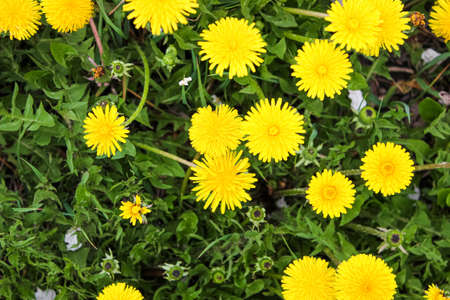 Yellow dandelions bloom in spring in may. Background, top view.
