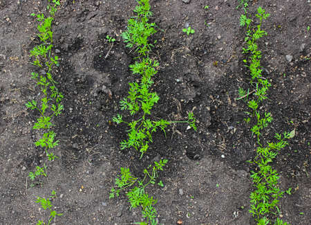 Young green shoots of carrots in the garden on the bed. The view from the top. Close-up, selective...