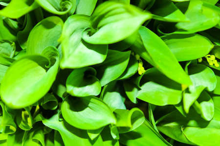 Blurred Lily of the valley leaves for background. The texture, the pattern of the green leaves.