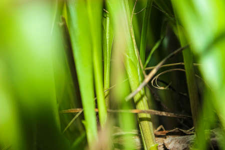 Beautiful green background of young spring grass. Selective shot, soft focus.の写真素材