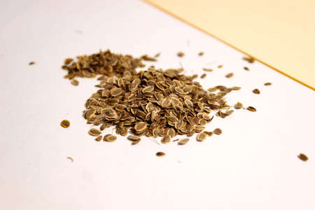 Fragrant dried dill seeds on a light background. Spices. Selective focus.
