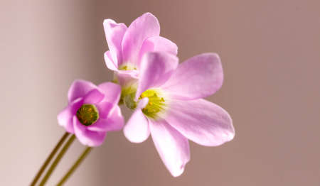 Macrophotography of flowers of Oxalis room sour. Macro, selective shot.