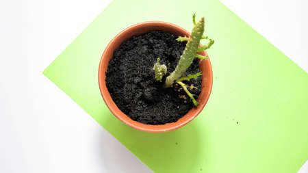 Cactus in a potted pot with wet earth poured over it. Top view, selective shot.