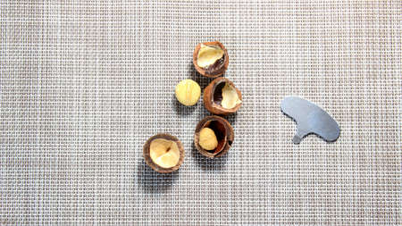 Macadamia nuts are open and in the shell with a metal key for opening. Top view.