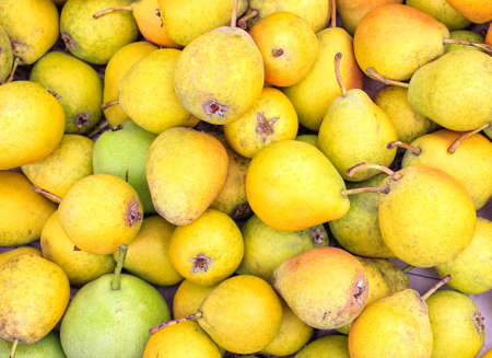 A lot of ripe pears are piled in a pile. A farmer's ripe harvest. Selective shot.