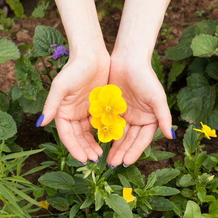 Yellow flowers closeup in hands. Summer dayの写真素材