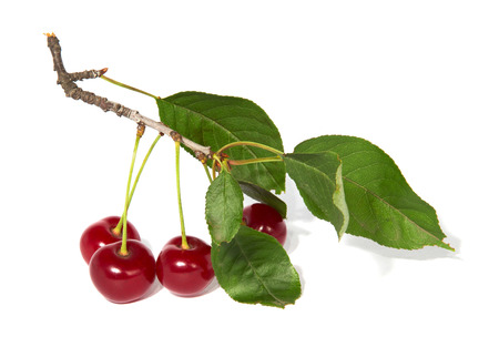 Red cherry on the branch isolated on white background の写真素材