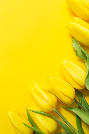 Yellow tulips on a yellowの写真素材
