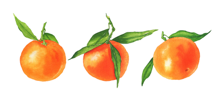 Watercolor tangerines with green leaves isolated on a whiteの写真素材
