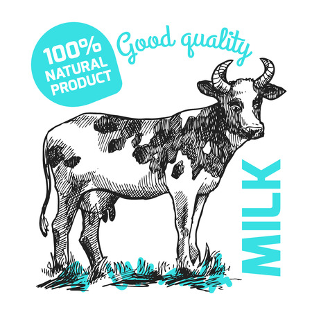 Hand drawn sketch of cow のイラスト素材