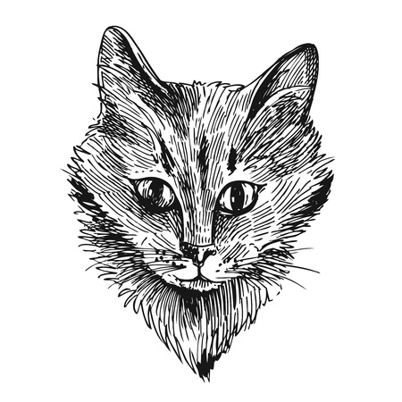 hand drawn illustration head of cat. Sketch style. Ink drawing of cat.のイラスト素材