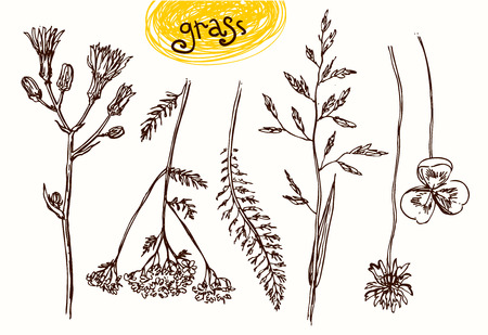 Beautiful hand drawn vector illustration sketching of wildflowers. Boho style floral set. Use for postcards, print for t-shirts, posters, wedding invitation, tissue, linensのイラスト素材