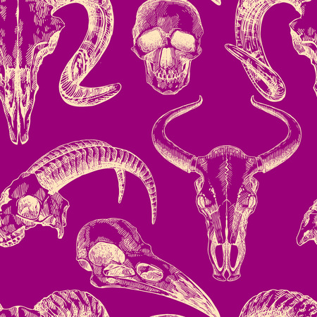 Vector sketch illustration  animal skull. Drawing by hand. Boho style. Use for posters, postcards, print for t-shirt, tattoo.のイラスト素材