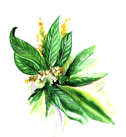 Beautiful watercolor flowerの写真素材