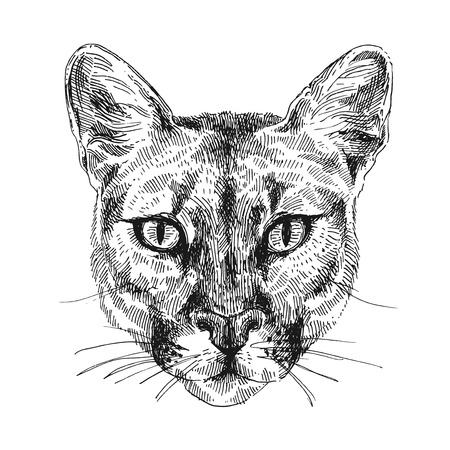 mountain lion sketch illustrationのイラスト素材