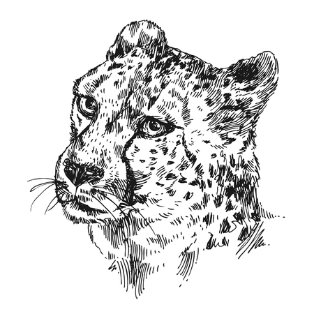 Black and white hand-drawn illustration  cheetahのイラスト素材