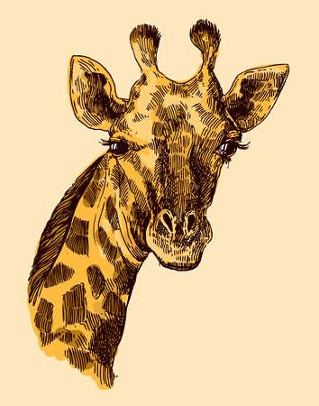 Beautful hand drawn illustration portrait og giraffe.のイラスト素材