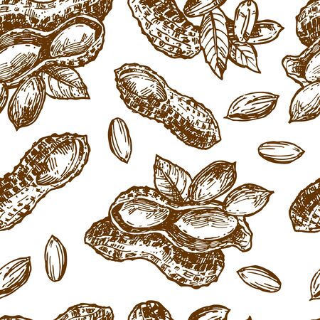 Peanut sketch illustration. Hand drawn beautiful set of groundnut.のイラスト素材