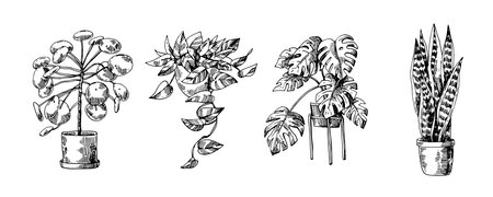 Houseplants vector set of illustrations. Urban jungles. Plants are friends.のイラスト素材
