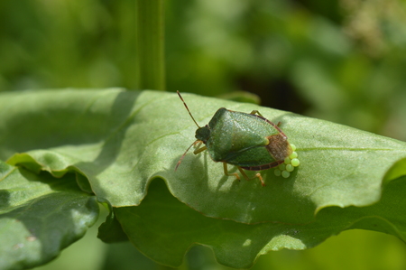 Green beetle on a piece of woodの写真素材
