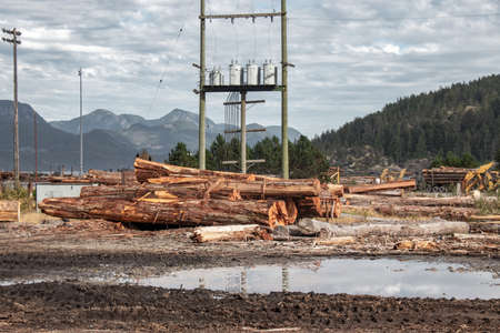Wooden logs of pine woods stacked in a pile in the village of Sayward in Canada with mountains in...