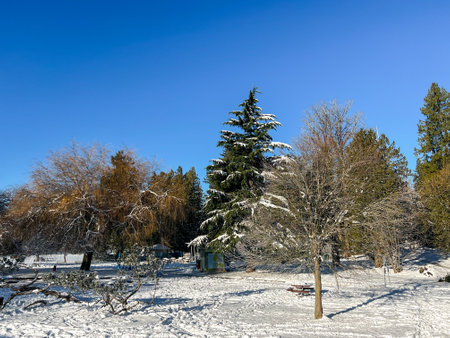 A View of Second Beach covered in snow with pine trees in the background. Snow storm and extreme weather in Vancouver.のeditorial素材