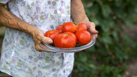 woman holds a tomato harvest in hand im back yardの写真素材